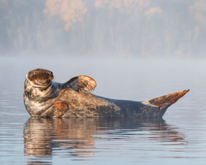 Liane Thibodeau - Sea Goddess small